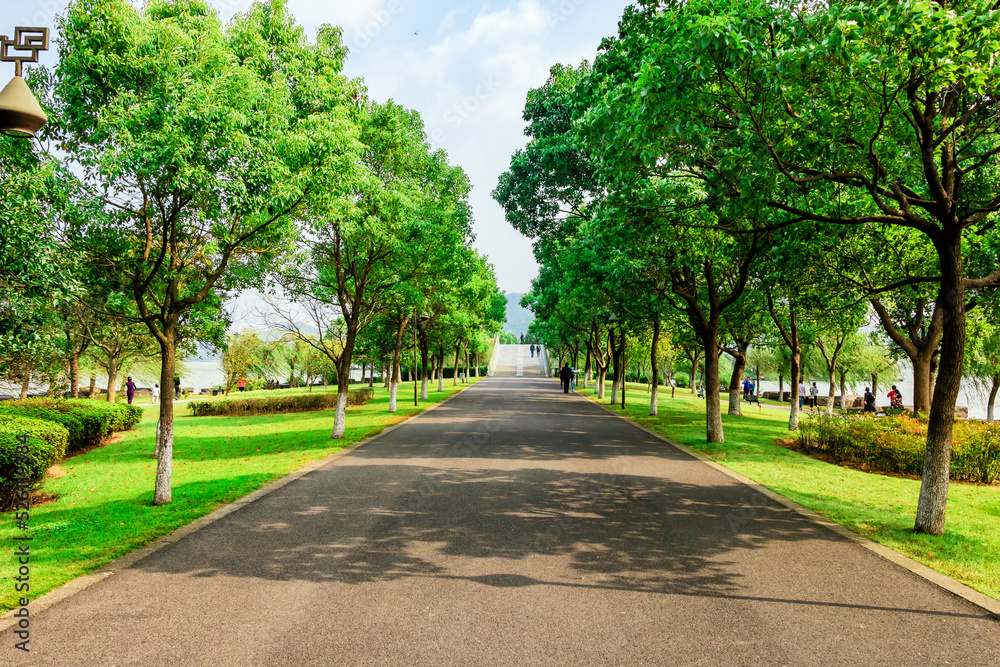 avenue of trees