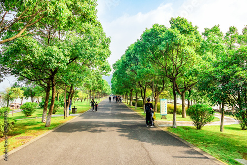 avenue of trees