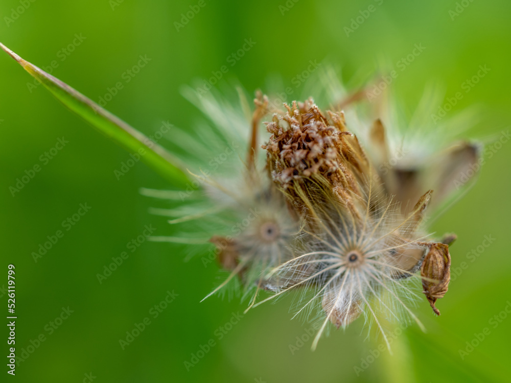 Fototapeta premium Close-up the seed of a Tridax Daisy flower when withering