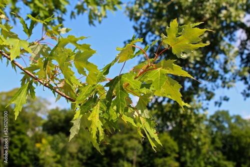 Leaves against a blue sky