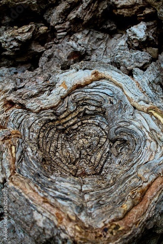 Tree knot texture