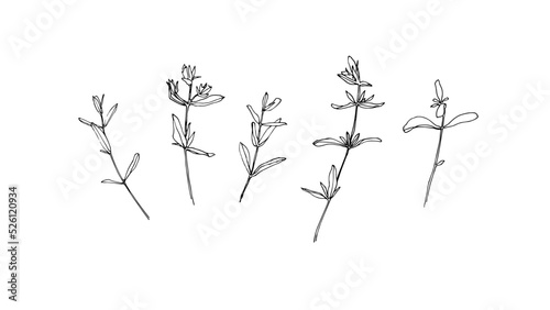 Hand drawn plant collection. Set of flowers outlines. Black isolated plants sketch vector on white background. Herb wildflower decorative print elements