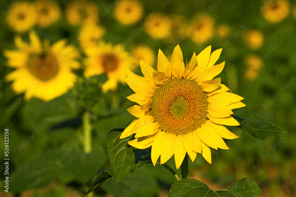 Fototapeta premium field of sunflowers