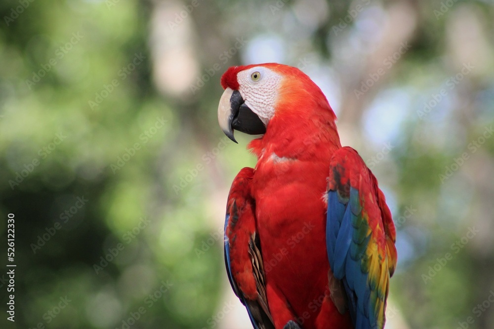 Ara macaw in brazilian Amazon