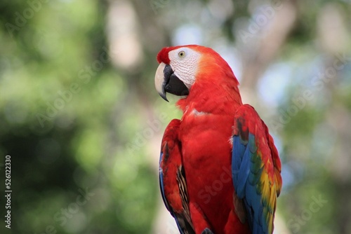 Ara macaw in brazilian Amazon