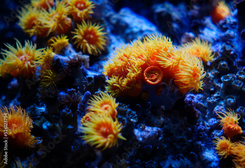 Fototapeta Naklejka Na Ścianę i Meble -  Orange cup coral aka Tubastraea coccinea in blue deep ocean background