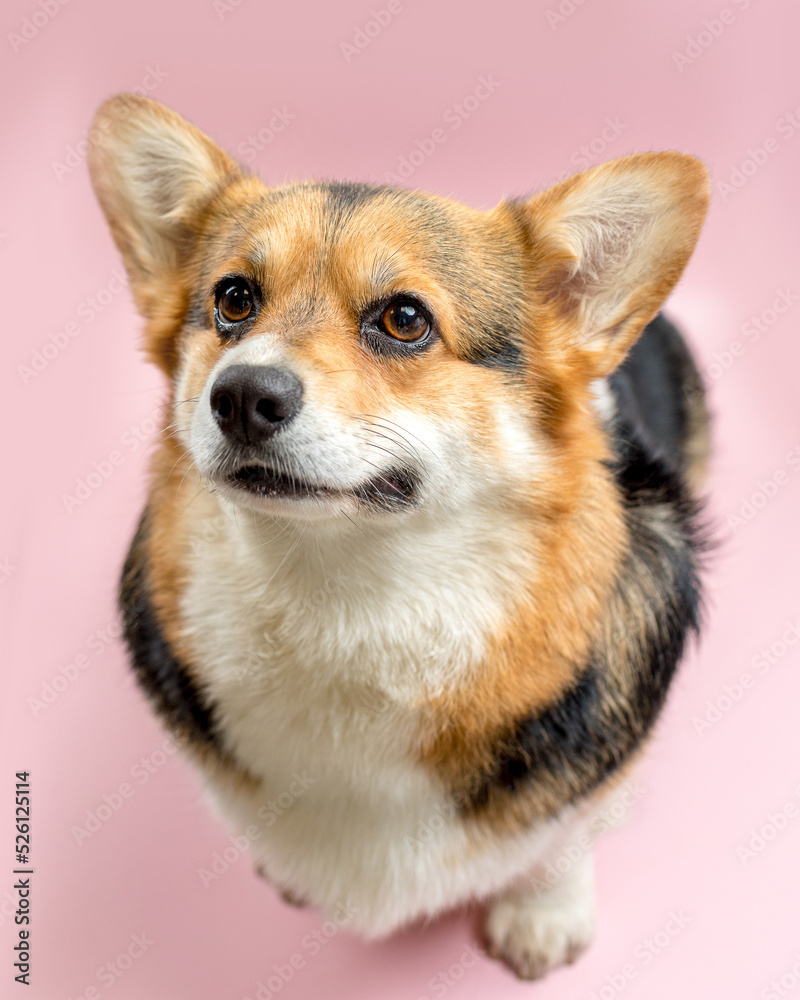 cute Welsh Corgi on a pink background looking at the camera cute Welsh Corgi on a pink background looking at the camera