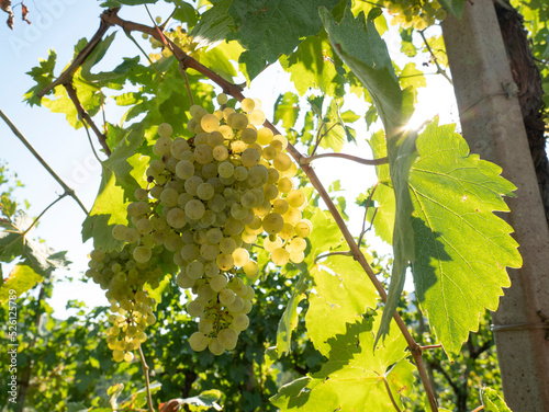 White wine grapes. Bunch of white grapes on the vine. Prosecco grape vineyard in Valdobbiadene, Veneto, Italy.
