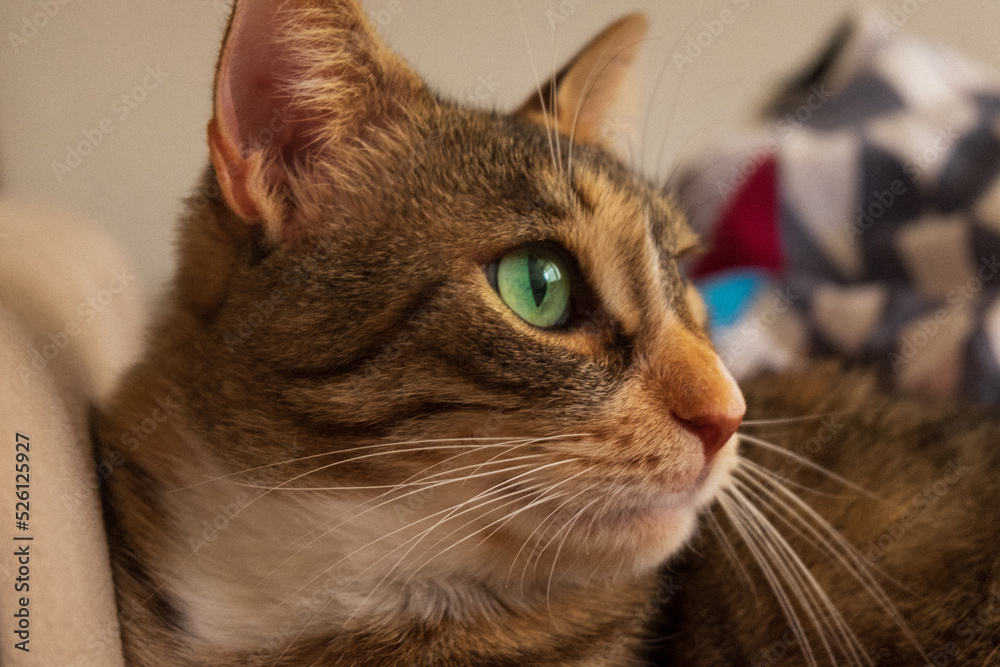 close up portrait of a house cat