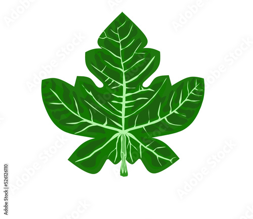 A fig leaf of the type worn by Adam and Eve in the Garden of Eden