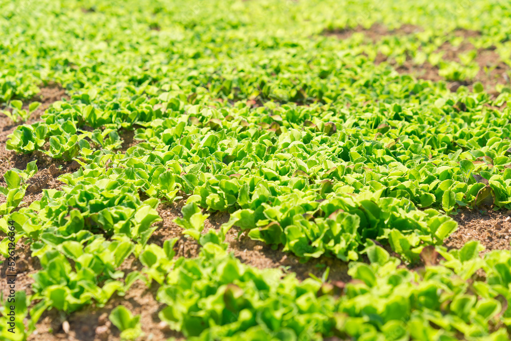 sprouts of lettuce in vegetable garden. sprouts of lettuce in vegetable garden.