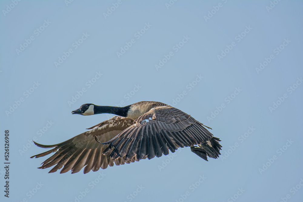 Fototapeta premium goose in flight