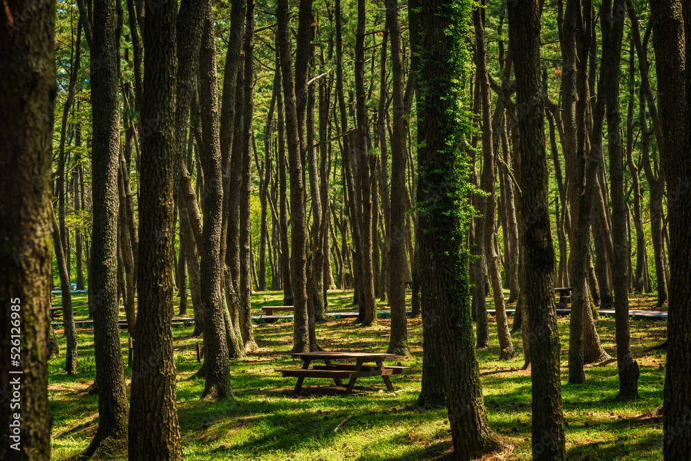 picnic table and trees in the forest picnic table and trees in the forest