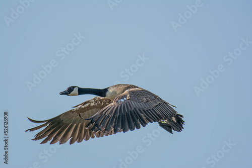 goose in flight