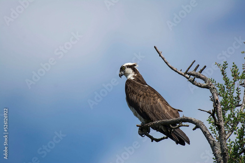 osprey perched on a branch