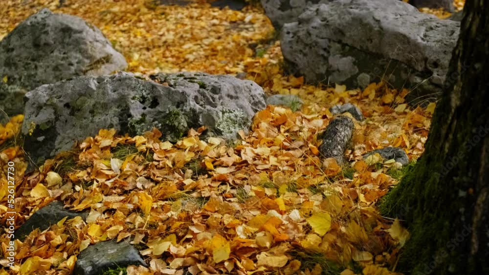 Autumn Landscape with Forest Floor, Stones and Woodland Autumn Landscape with Forest Floor, Stones and Woodland