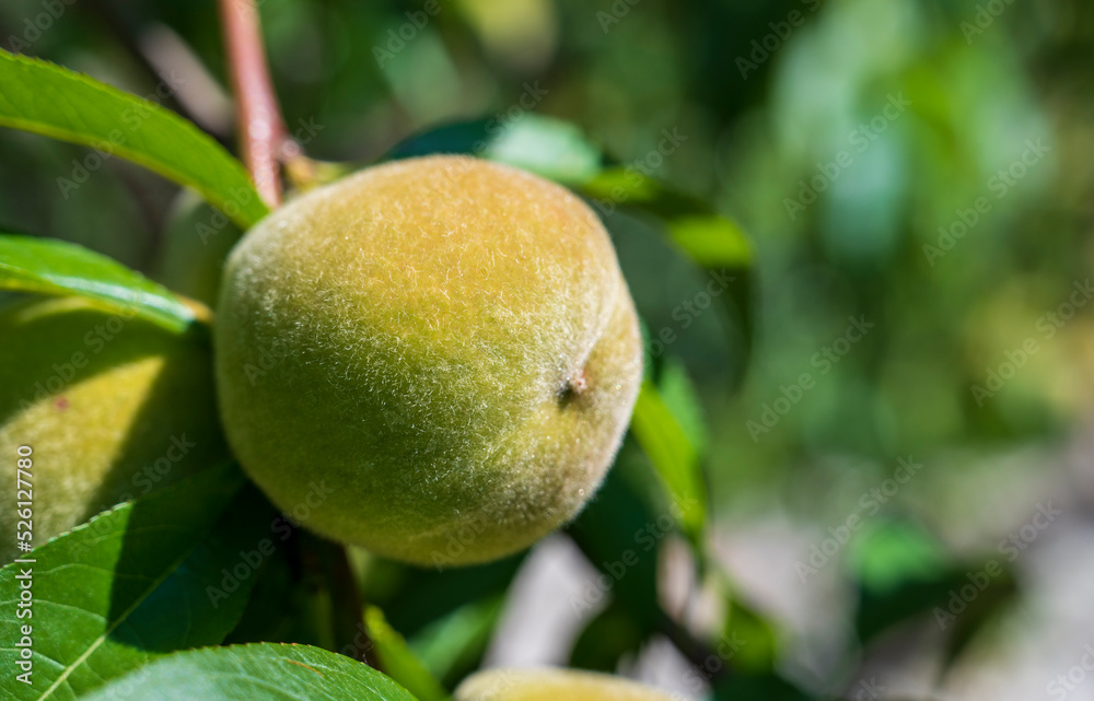 Unripe peach fruit
