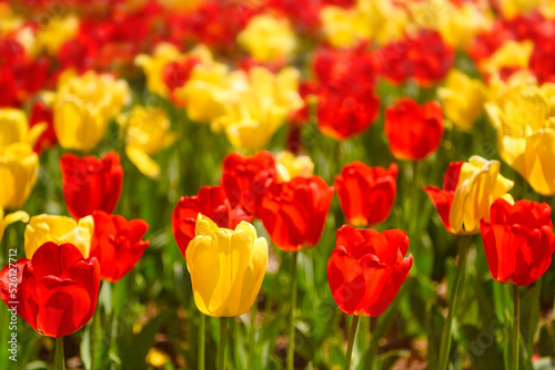 red and yellow tulips