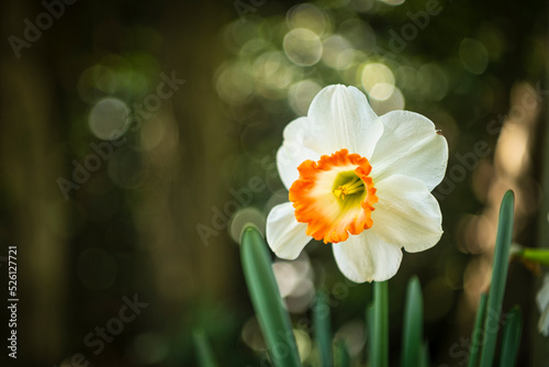 daffodils in spring