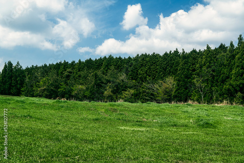 grass fields of jeju-do ranch, South Korea © Yido