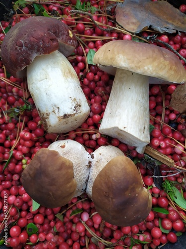 berries mushrooms hogweed cranberry bear raspberry