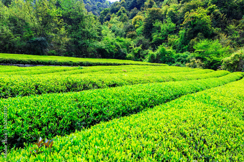 Green tea farm. Green tea farm.