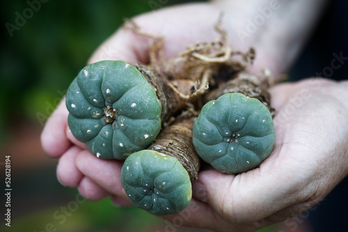 Peyote (Lophophora williamsii): Hallucinogenic and magical plant of south america, drug. photo