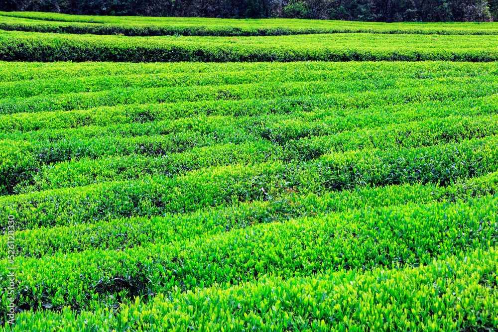 Green tea farm.