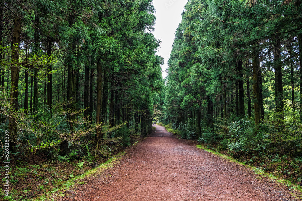 Naklejka premium 제주도 사려니숲길