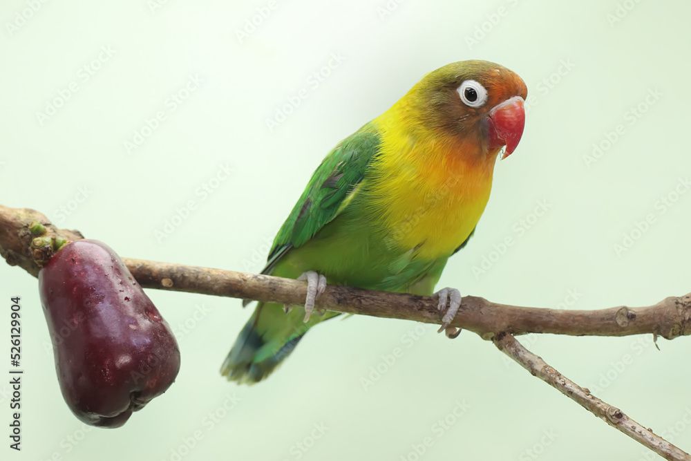 A lovebirds perched on a branch of a pink Malay apple tree. This bird which is used as a symbol of true love has the scientific name Agapornis fischeri.