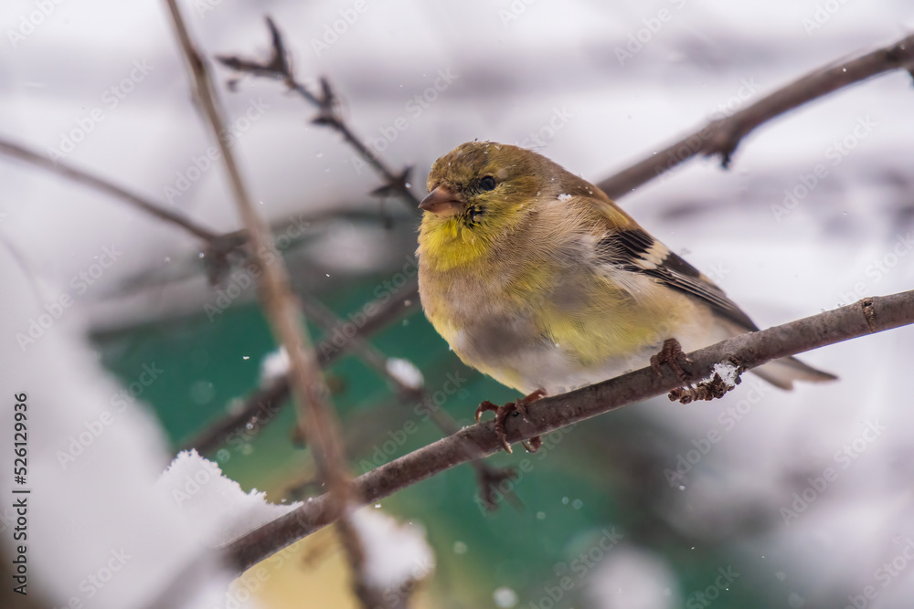 gold finch in winter on branch gold finch in winter on branch