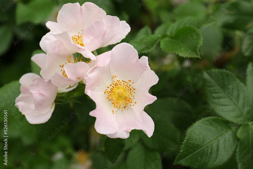 Closeup view of beautiful blooming rose hip bush outdoors