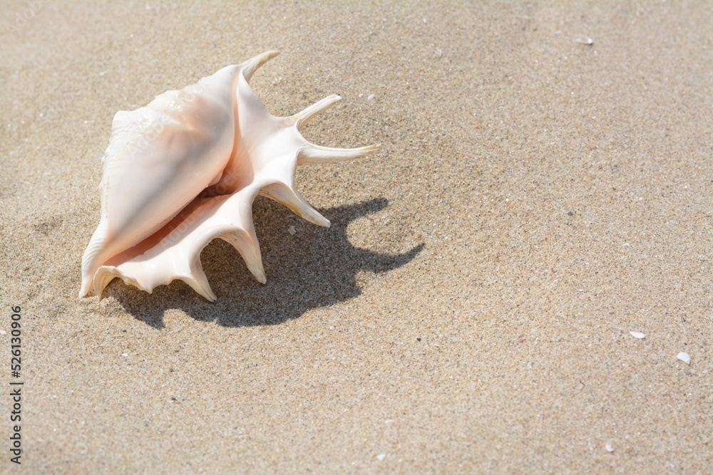 Sandy beach with beautiful seashell on sunny day, space for text Sandy beach with beautiful seashell on sunny day, space for text