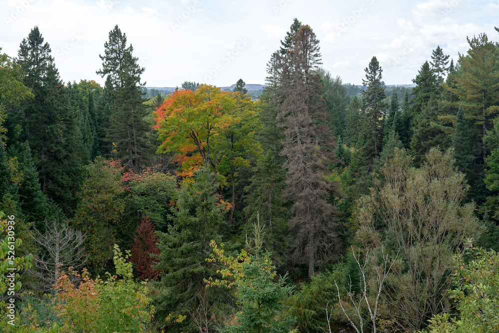 forest in autumn forest in autumn
