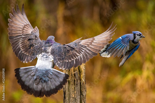 pigeon scaring a blue jay