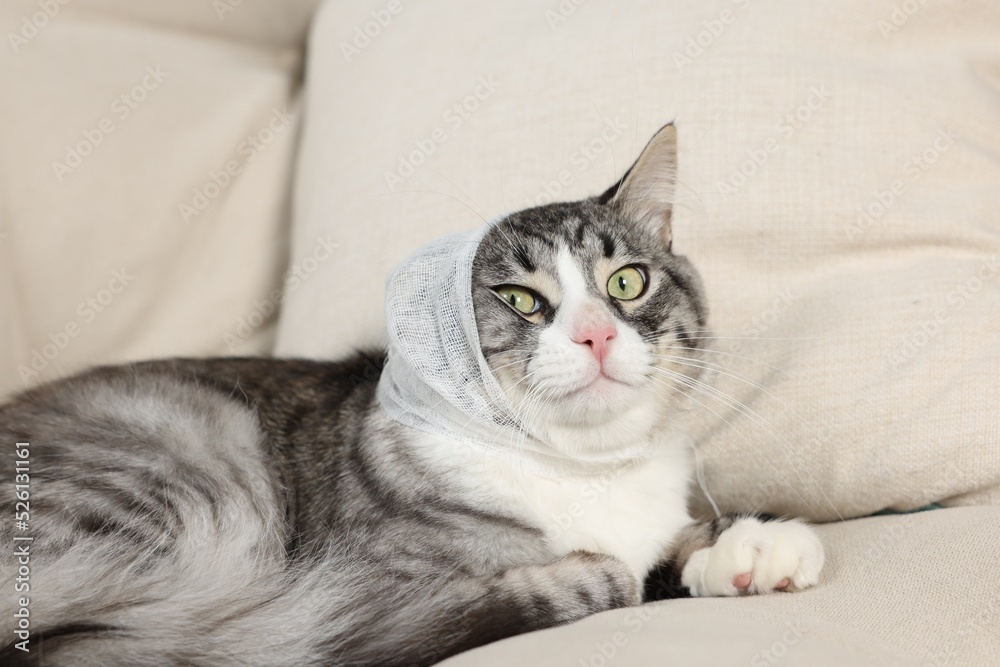 Cute cat with ear wrapped in medical bandage on sofa indoors Cute cat with ear wrapped in medical bandage on sofa indoors