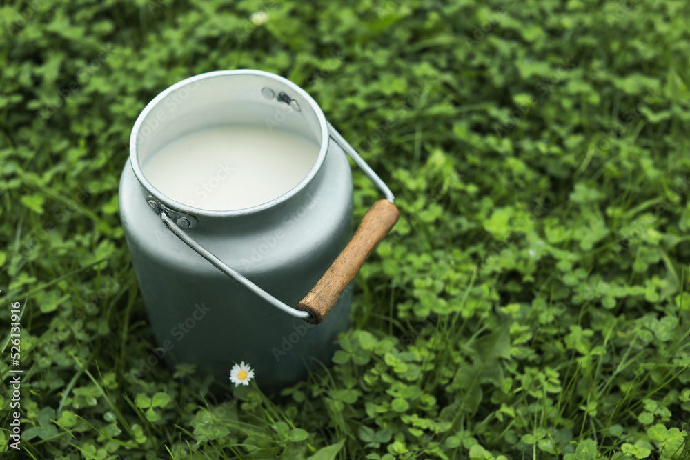 Can with fresh milk on green grass outdoors, space for text Can with fresh milk on green grass outdoors, space for text