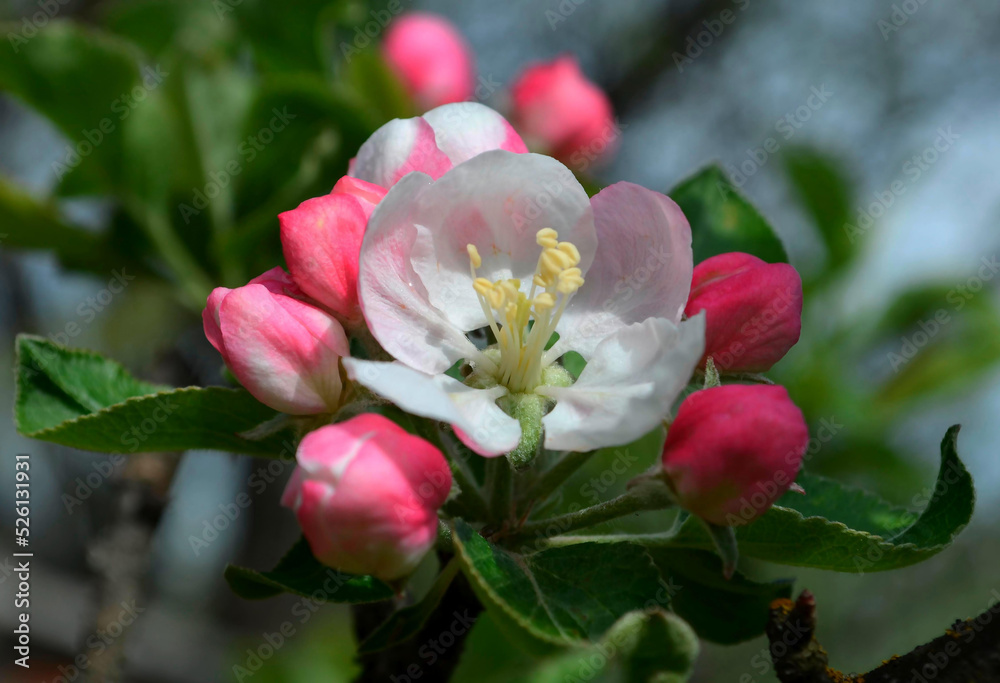 Pink and white apple blossom Pink and white apple blossom