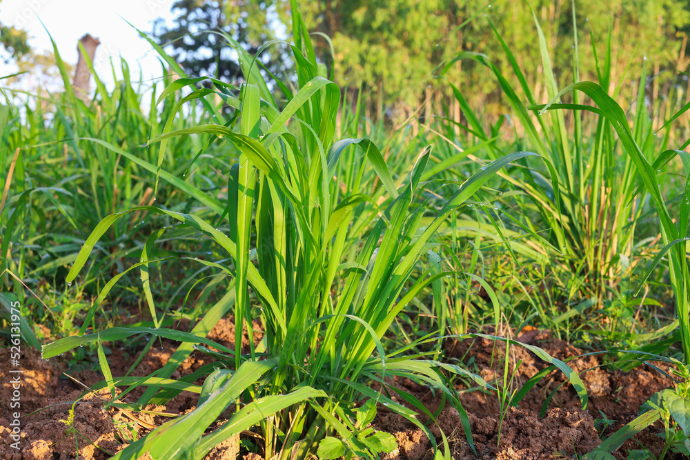 Mombasa guinea: Paspalum Maximum Cv. Mombasa: Grass for animals, buffalo grass in Thailand Mombasa guinea: Paspalum Maximum Cv. Mombasa: Grass for animals, buffalo grass in Thailand