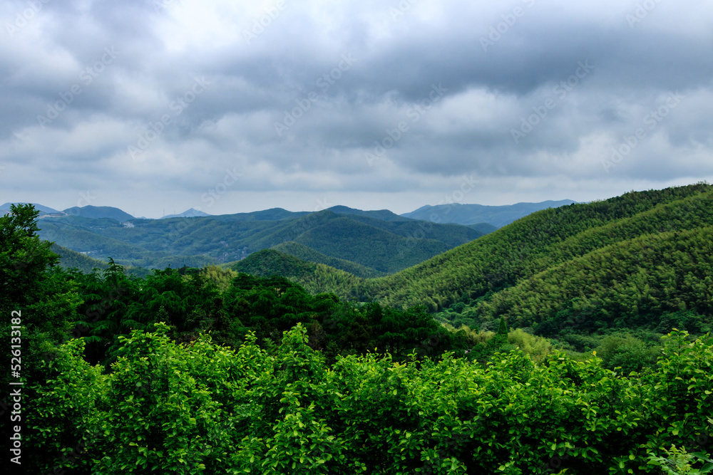 Bamboo forest scenery. Bamboo forest scenery.