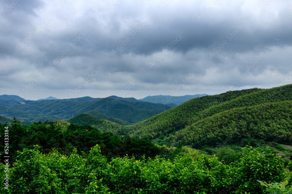Obraz premium Bamboo forest scenery.