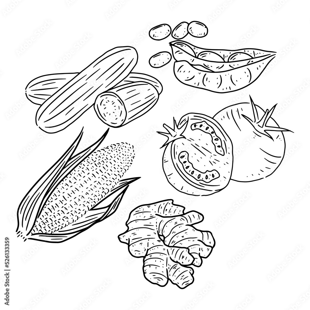 vector collection of fresh vegetables in hand drawn line art style