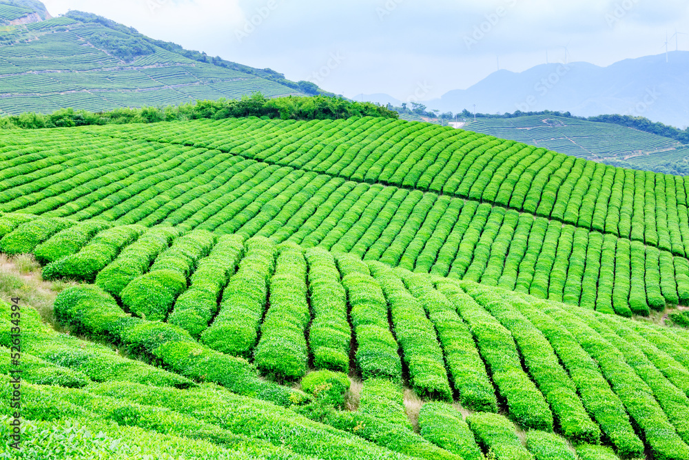 tea plantation,