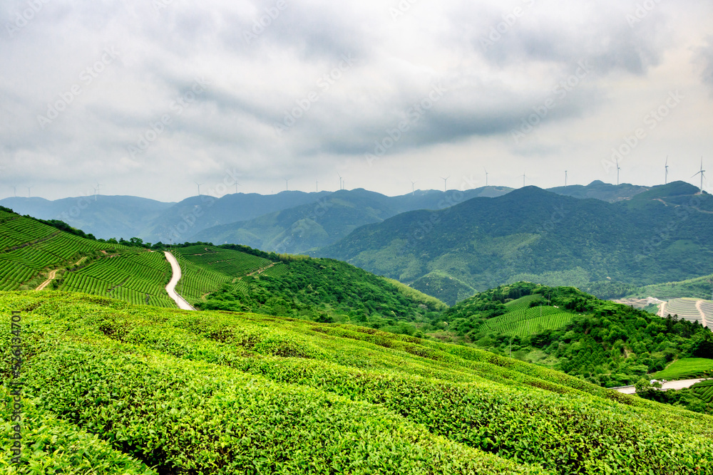tea plantation,