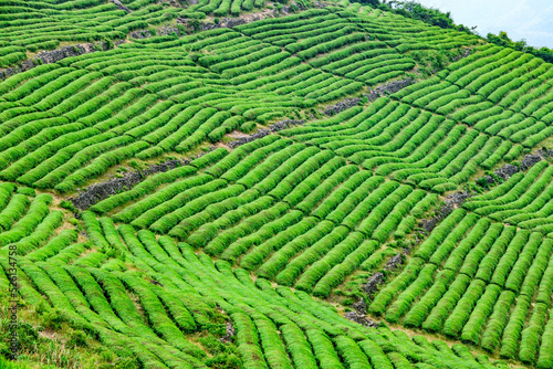 tea plantation,