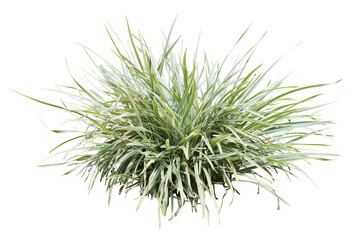 Variegata grass isolated on white background