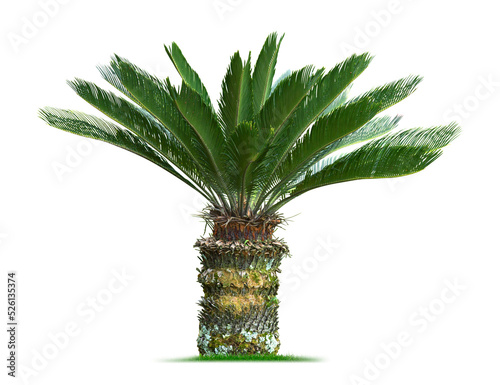 Cycas palm tree. PNG file. photo