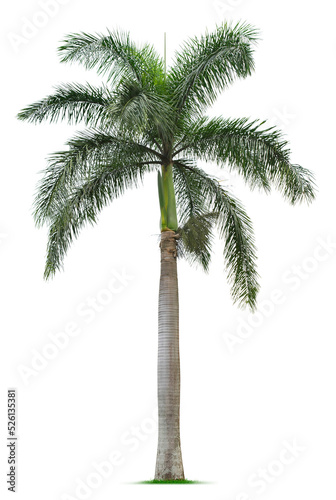Palm tree. PNG file.