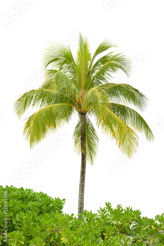 Coconut tree