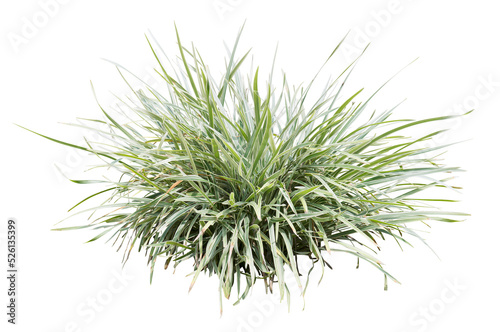 Variegata grass isolated on white background